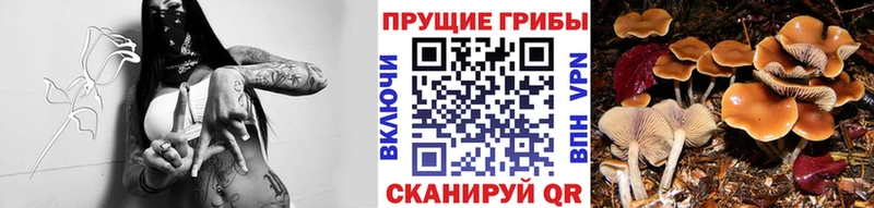 Галлюциногенные грибы Psilocybe  наркошоп  Ленинск 